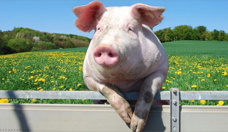 Giá heo hơi hôm nay 04/04/2025: Miền Bắc, miền Trung tăng nhẹ; miền Nam giảm