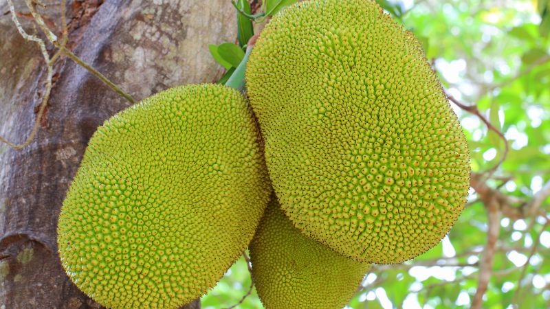 Mẹo giúp mít Thái không bị lép trái, méo trái Mẹo giúp mít Thái không bị lép trái, méo trái