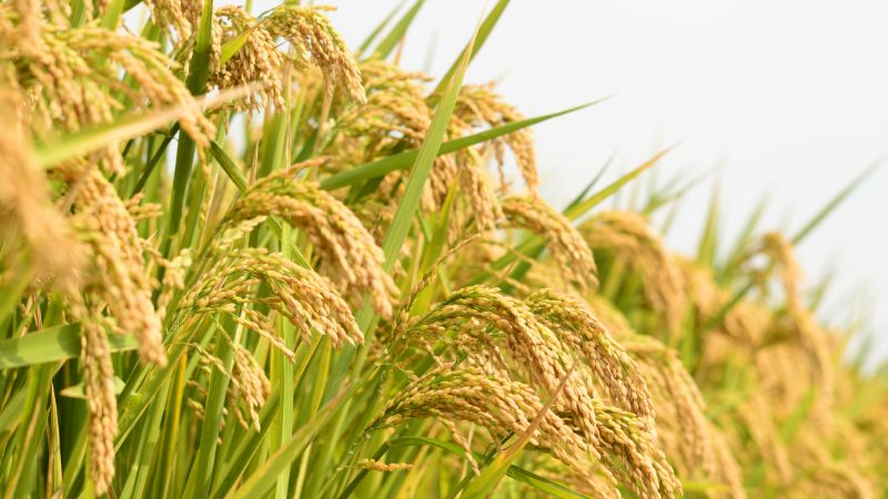 Giá lúa gạo trong nước hôm nay