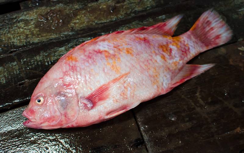 Cá diêu hồng là gì? Giá trị dinh dưỡng của cá diêu hồng Cá diêu hồng là gì? Giá trị dinh dưỡng của cá diêu hồng