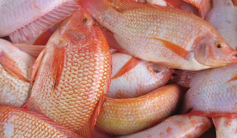 Mẹ bầu ăn cá diêu hồng được không: Giải đáp chi tiết và lưu ý