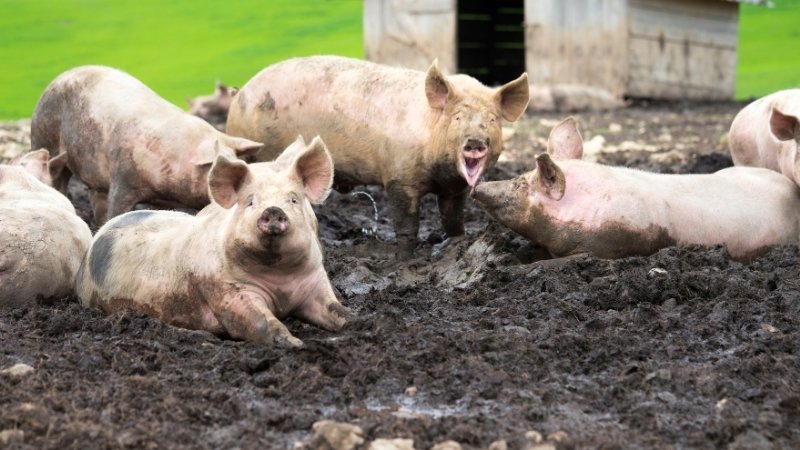 Giá heo hơi hôm nay 05/04/2025 trong nước