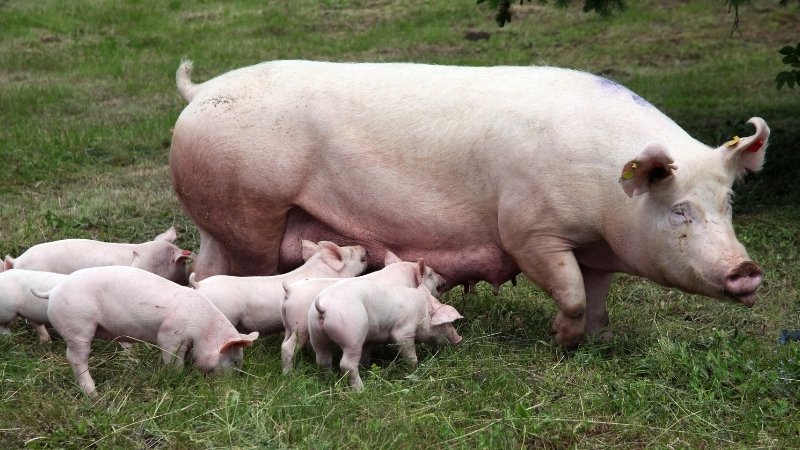 Dự báo và nhận định