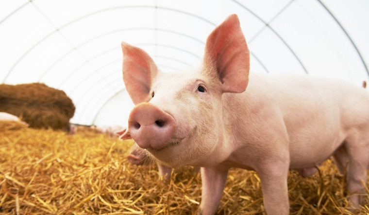 Giá heo hơi hôm nay 05/04/2025: Miền Nam tiếp tục giảm