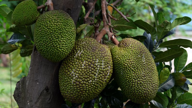 Có cần chấm bông gòn khi cắt tuyển trái mít không? Có cần chấm bông gòn khi cắt tuyển trái mít không?