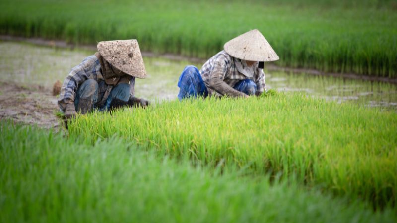 Giá lúa gạo trong nước hôm nay 5/5