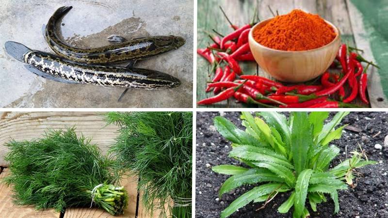 Nguyên liệu làm món cá lóc nướng muối ớt