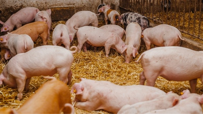 Dự báo và nhận định Dự báo và nhận định