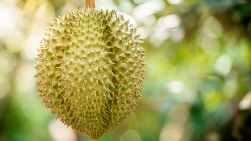 Dự báo và nhận định