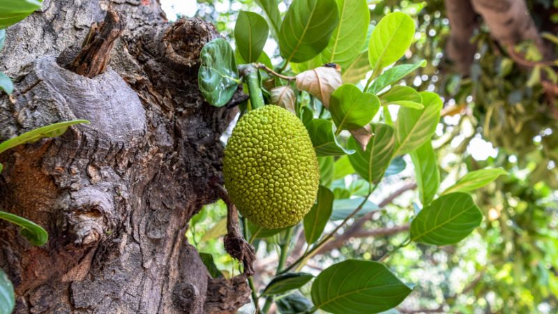 Thời điểm làm bông mít mùa nghịch Thời điểm làm bông mít mùa nghịch