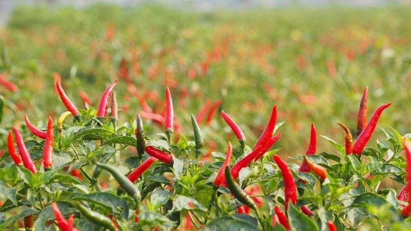 Giá ớt hôm nay 08/04/2025 trong nước