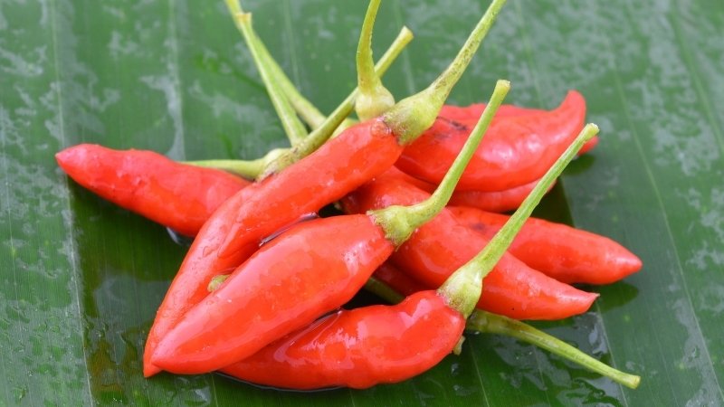 Dự báo và nhận định