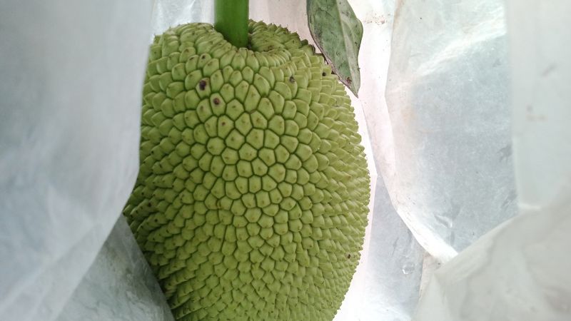 Trồng mít ruột đỏ xơ vàng ở Tây Ninh mang lại thu nhập cao Trồng mít ruột đỏ xơ vàng ở Tây Ninh mang lại thu nhập cao