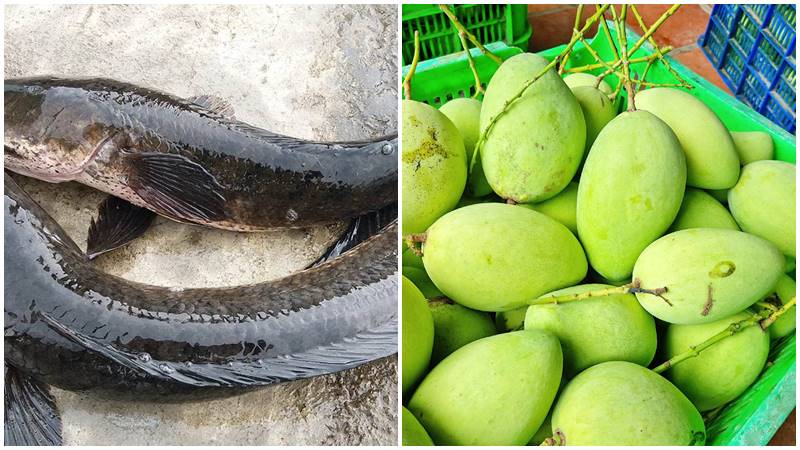 Nguyên liệu làm món cá lóc chiên mắm xoài
