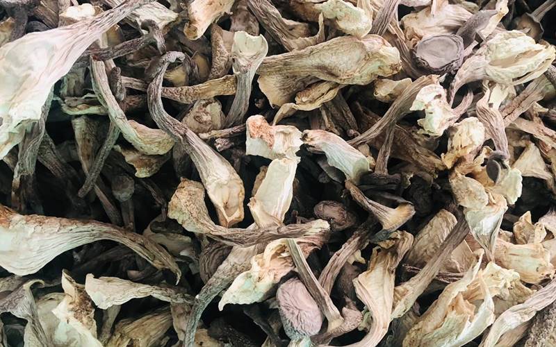 Nấm lộc nhung còn gọi là nấm nhung hươu