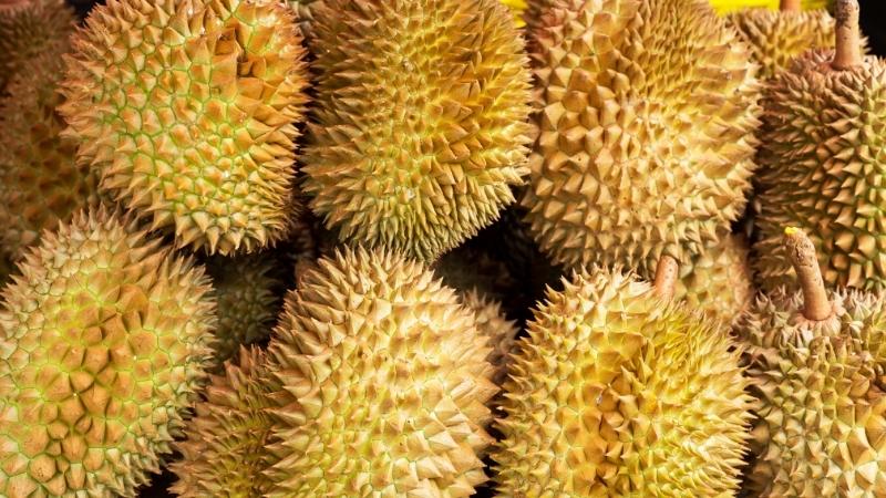 Giá sầu riêng hôm nay trong nước Giá sầu riêng hôm nay trong nước