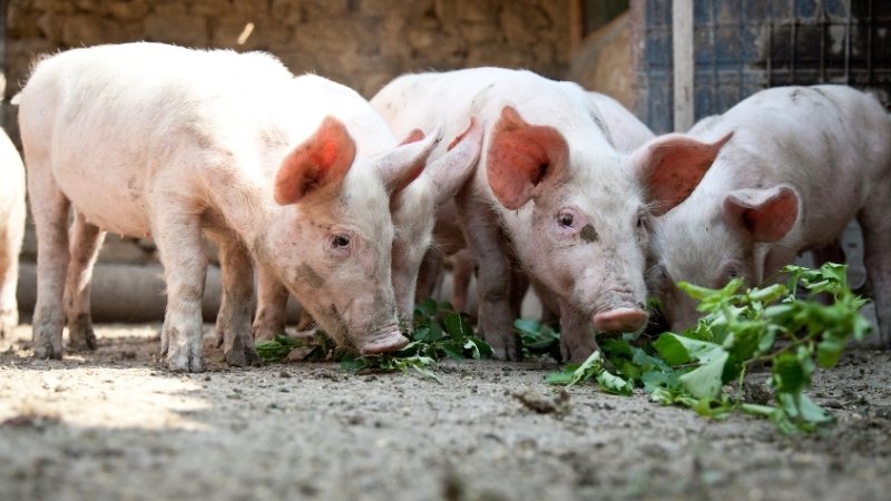 Giá heo hơi hôm nay 10/04/2025 trong nước Giá heo hơi hôm nay 10/04/2025 trong nước