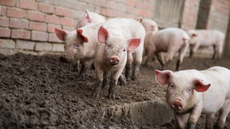 Tình hình thị trường và yếu tố ảnh hưởng Tình hình thị trường và yếu tố ảnh hưởng