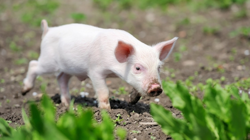 Dự báo và nhận định Dự báo và nhận định