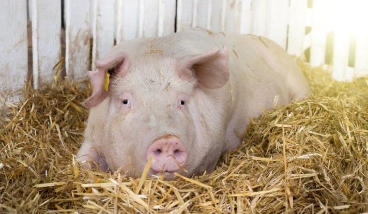 Giá heo hơi hôm nay 10/04/2025: Nhiều nơi tăng trở lại