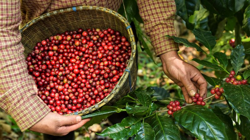 Giá cà phê thế giới Giá cà phê thế giới
