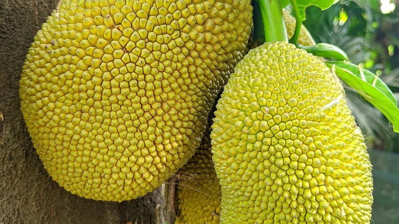 Cây mít nứt thân xì mủ vẫn phục hồi được, cho trái bình thường Cây mít nứt thân xì mủ vẫn phục hồi được, cho trái bình thường