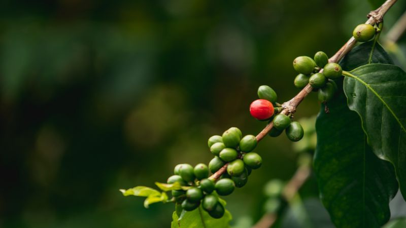 Nhận định về xu hướng giá cà phê trong thời gian tới Nhận định về xu hướng giá cà phê trong thời gian tới