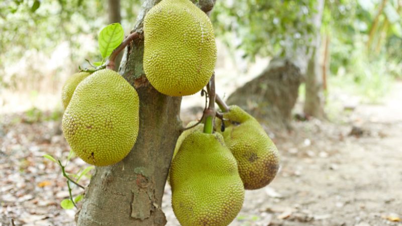 Có cần chấm bông gòn khi cắt tuyển trái mít không? Có cần chấm bông gòn khi cắt tuyển trái mít không?