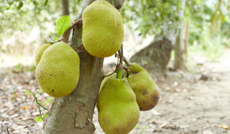 Giá mít Thái hôm nay 11/4/2025: Giảm giá nhẹ