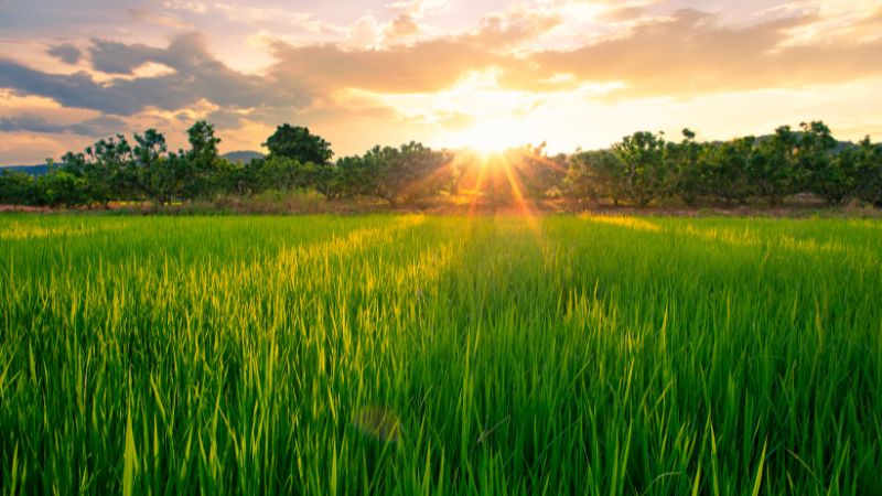Giá lúa gạo trong nước hôm nay 11/4