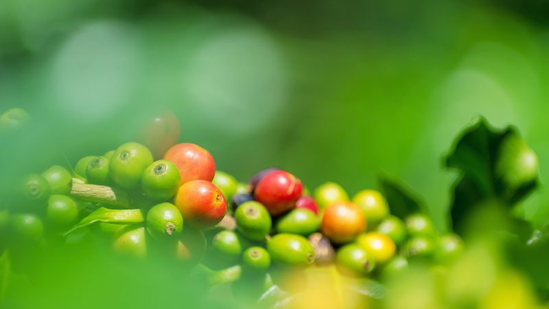 Nhận định về xu hướng giá cà phê trong thời gian tới