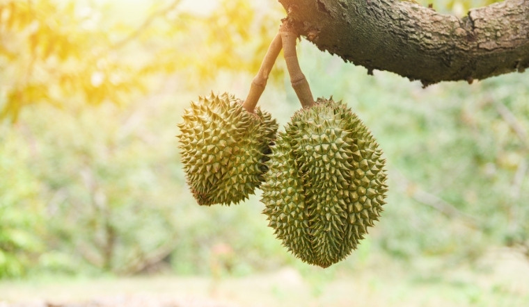 Giá sầu riêng hôm nay 12/04/2025: Giá sầu riêng Thái giảm