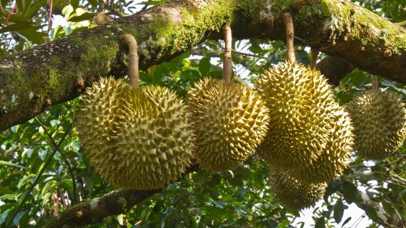 Giá sầu riêng hôm nay trong nước Giá sầu riêng hôm nay trong nước