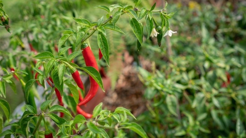 Giá ớt hôm nay 14/04/2025 trong nước