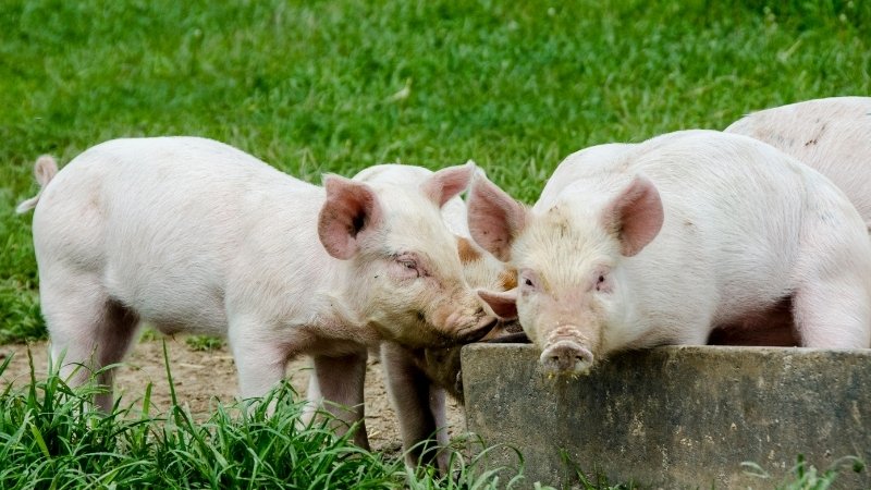 Giá heo hơi hôm nay 14/04/2025 trong nước Giá heo hơi hôm nay 14/04/2025 trong nước