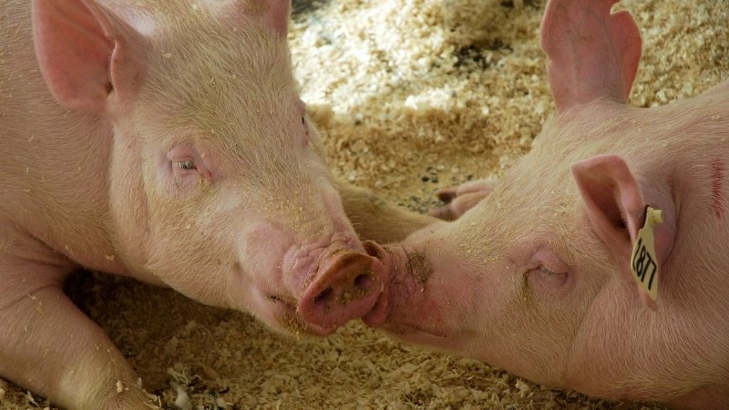 Dự báo và nhận định Dự báo và nhận định