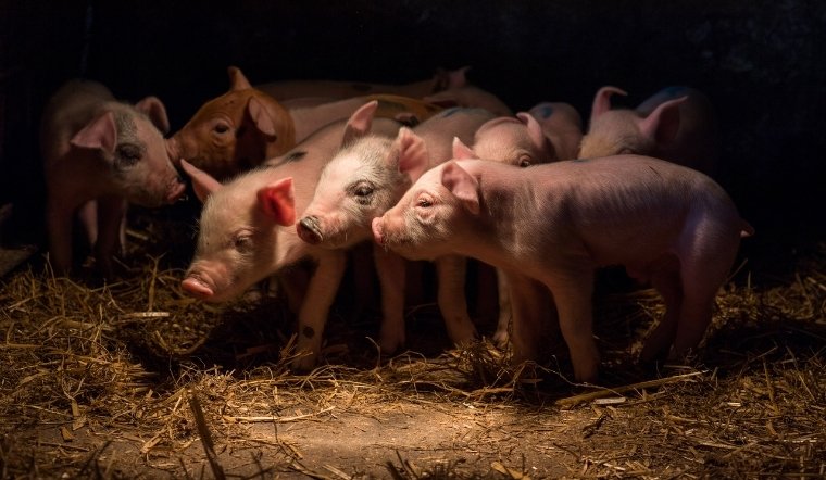 Giá heo hơi hôm nay 14/04/2025: Giữ đà tăng nhẹ đầu tuần