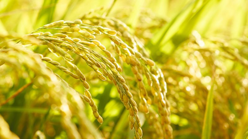 Giá gạo xuất khẩu