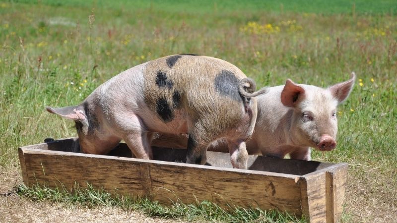 Tình hình thị trường và yếu tố ảnh hưởng Tình hình thị trường và yếu tố ảnh hưởng