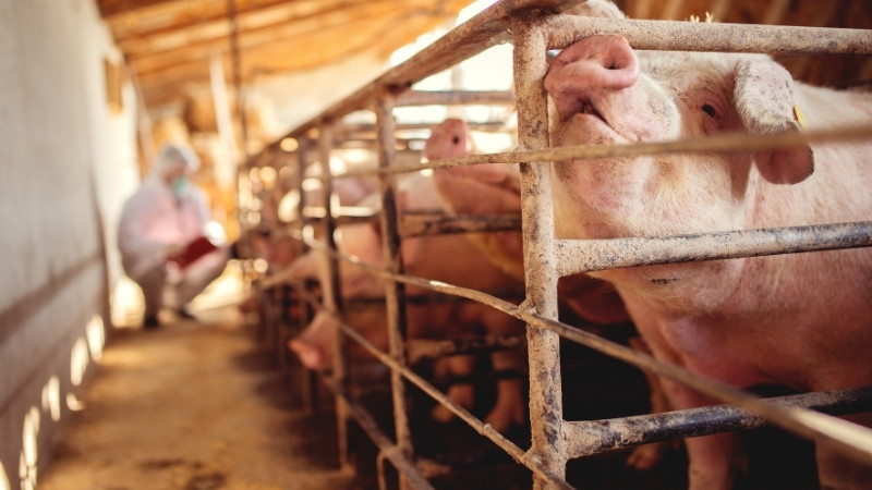 Dự báo và nhận định Dự báo và nhận định