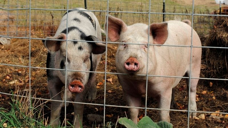 Giá heo hơi hôm nay 15/04/2025 trong nước Giá heo hơi hôm nay 15/04/2025 trong nước