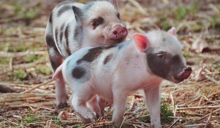 Giá heo hơi hôm nay 15/04/2025: Tăng nhẹ ở miền Bắc