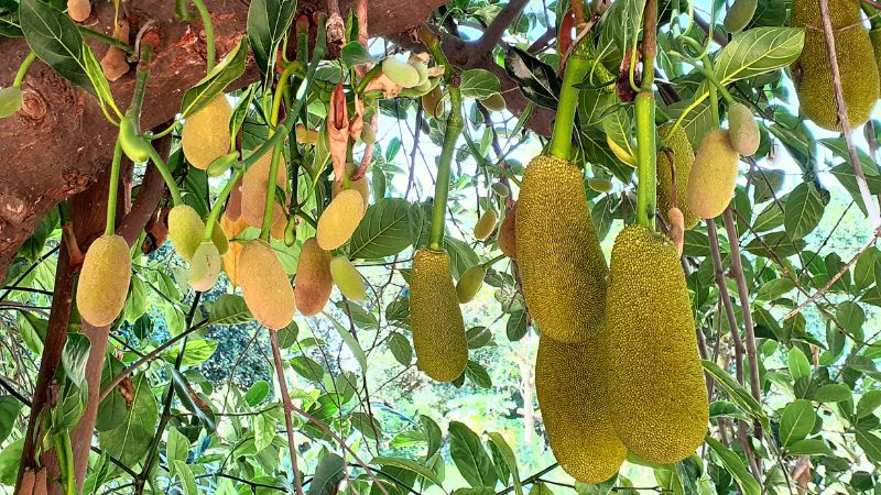 Vì sao nên cho cây mít Thái ra bông đồng loạt? Vì sao nên cho cây mít Thái ra bông đồng loạt?