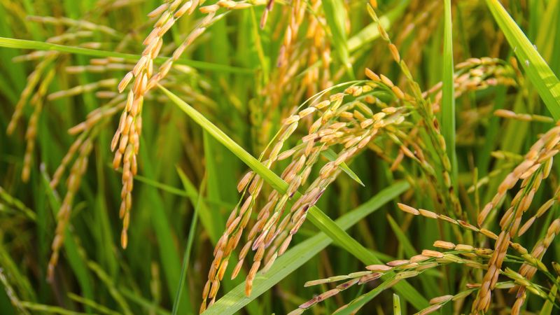 Giá lúa gạo trong nước hôm nay 15/4