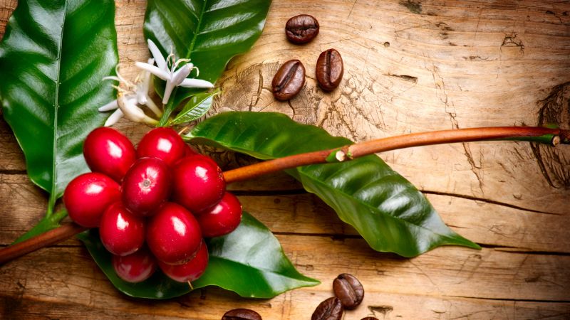 Giá cà phê thế giới Giá cà phê thế giới