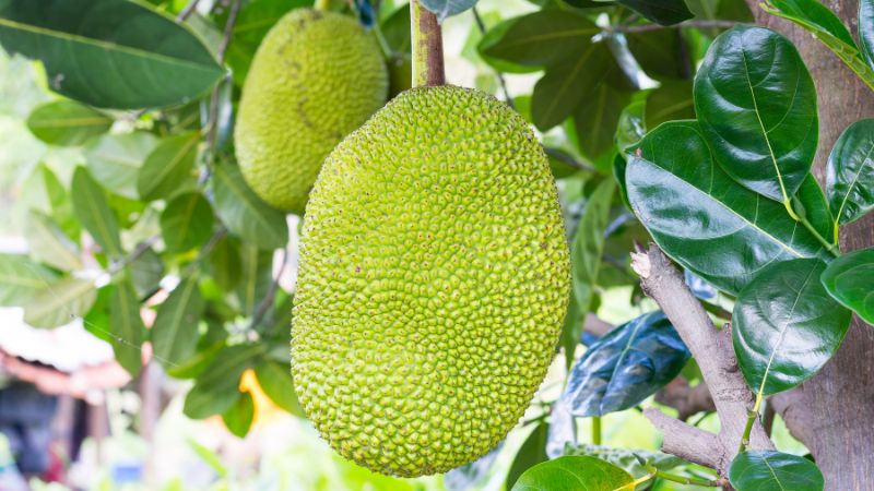 Sao lại phải bán mít lá cho thương lái? Sao lại phải bán mít lá cho thương lái?