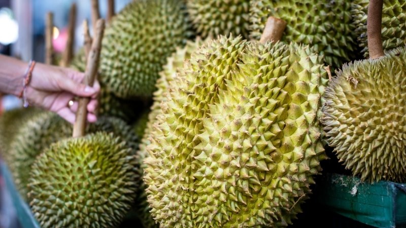 Giá sầu riêng hôm nay trong nước Giá sầu riêng hôm nay trong nước