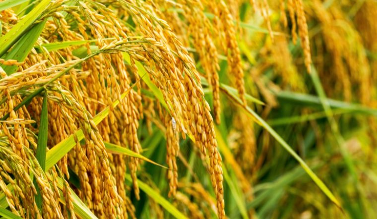 Giá lúa gạo hôm nay 18/4/2025: Gạo nguyên liệu tăng nhẹ, lúa vững giá