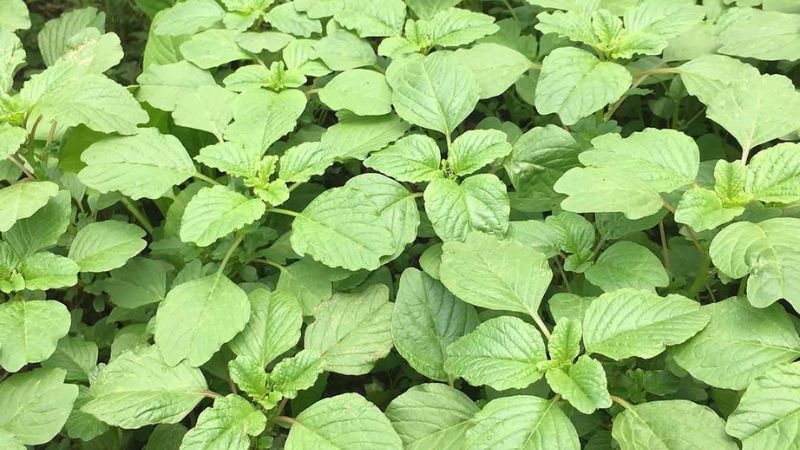 Câu hỏi thường gặp về rau dền 