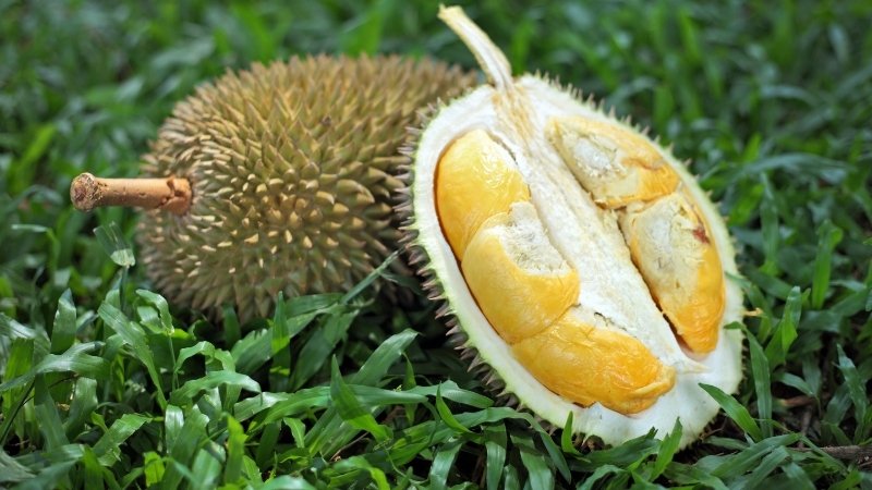 Dự báo và nhận định
